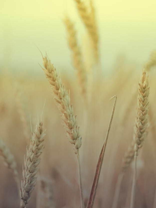 Avalon_Case_AIV_Eastman